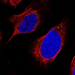 C12orf29 Antibody, Novus Biologicals:Antibodies:Primary Antibodies